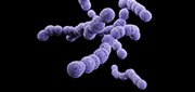pathogen-groupbstrep.jpg illustration of group b streptococcus pathogen