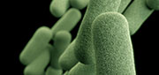 pathogen-haemo-flu.jpg illustration of haemophilus influenzae pathogen