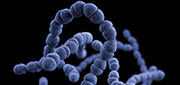 pathogen-strep-pneumo.jpg illustration of streptococcus pneumoniae pathogen