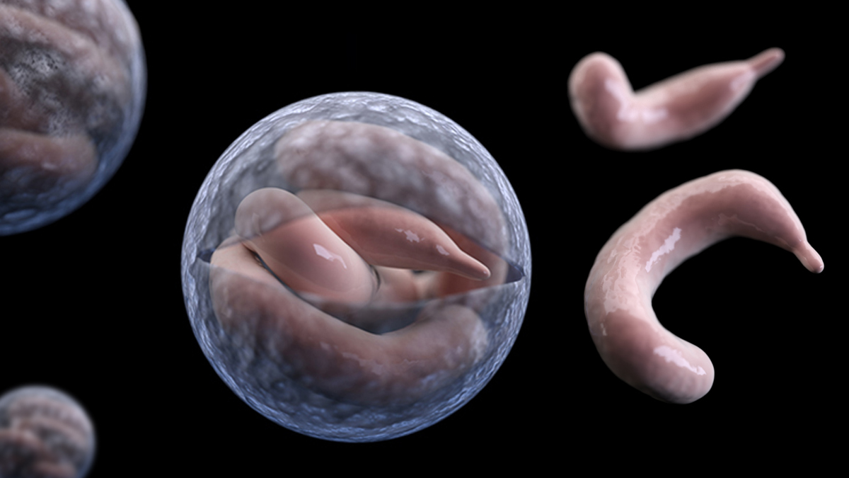 cryptonet-1200.jpg Cryptosporidium cysts breaking open and trophs coming out.