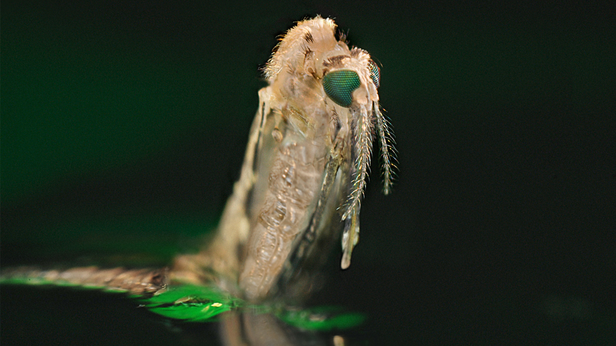 malaria-vectors-1200 This image was captured at the water's surface as an Anopheles mosquito larva emerges from the pupal exoskeleton. Big green compound eyes distinguish the head from the light colored pupal skin.