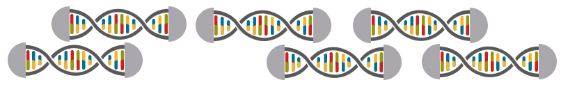 Library Prep Colorful lines of DNA have been cut and modified with gray adapters so that they will be recognized by the equipment