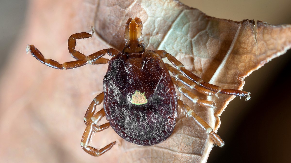 lone_star_tick.jpg Lone star tick (Amblyomma americanum)
