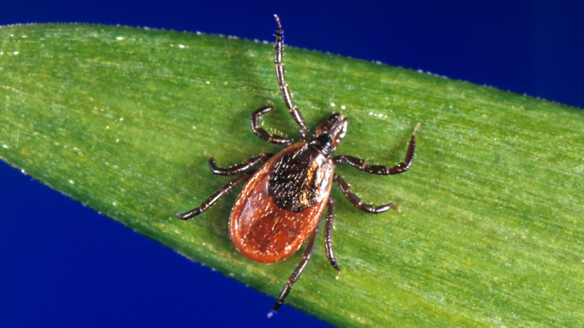 Ixodes scapularis female on leaf An adult female Ixodes scapularis tick crawls on a leaf.