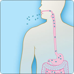 Illustration of how gastrointestinal anthrax occurs