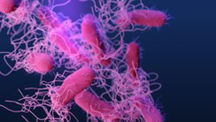Salmonella sp. Bacteria medical illustration of drug-resistant, nontyphoidal, Salmonella sp. bacteria