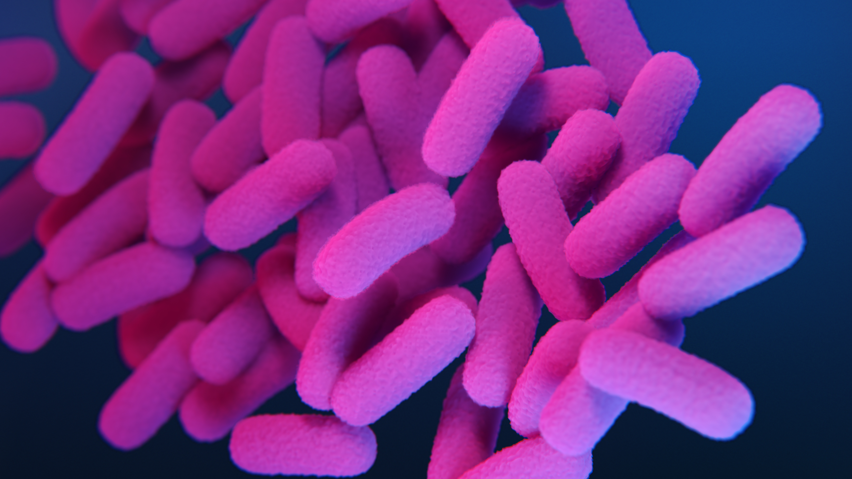 Bordetella Pertussis Medical illustration of drug-resistant, Bordetella pertussis bacteria