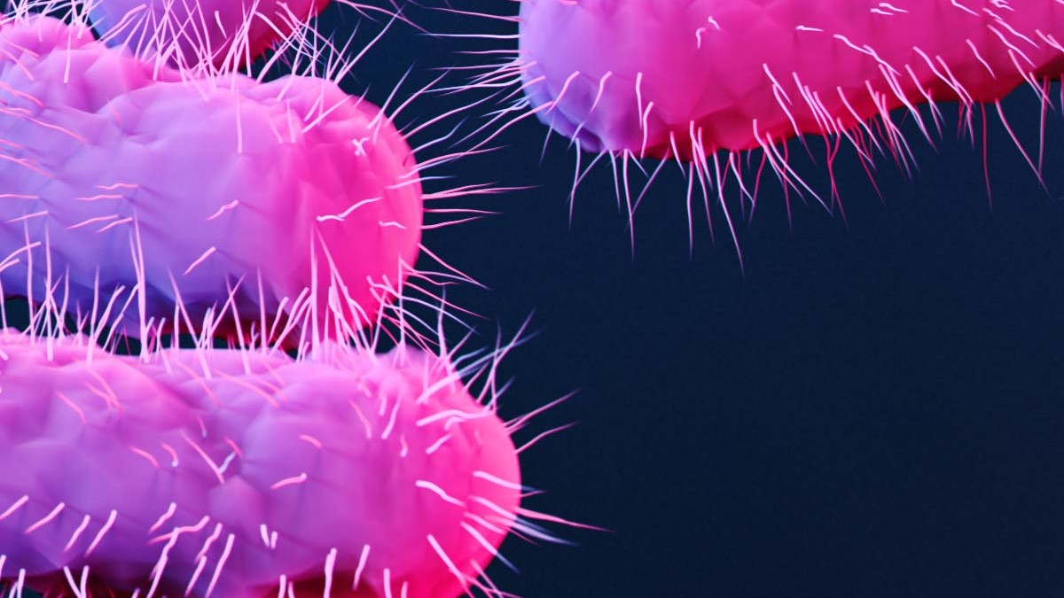 About Antimicrobial Resistance Illustration of Shigella.