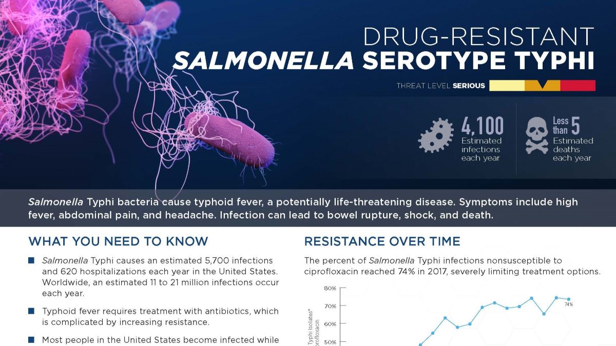 Salmonella typhi pathogen