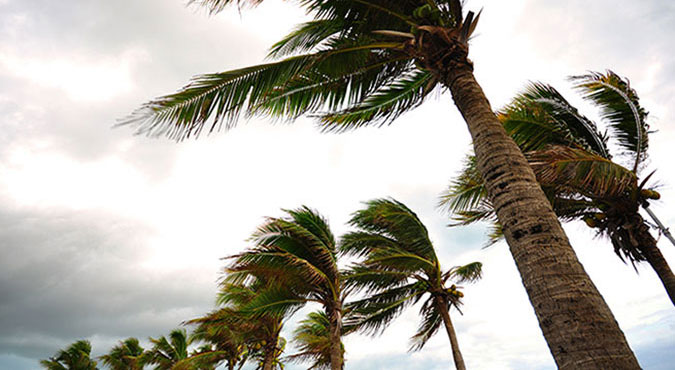 severe_weather Palm trees blown by high winds