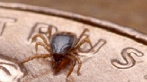 — title missing — Tick that spreads the parasite that causes babesiosis.