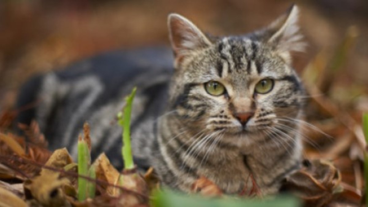 House cat in forest leaves A house cat rests in leaves and debris on a forest floor.