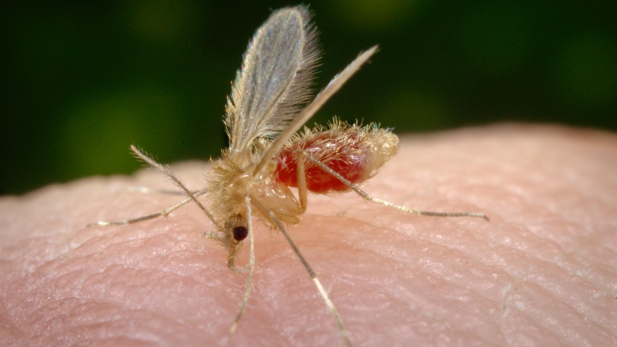 — title missing — Image of a sand fly