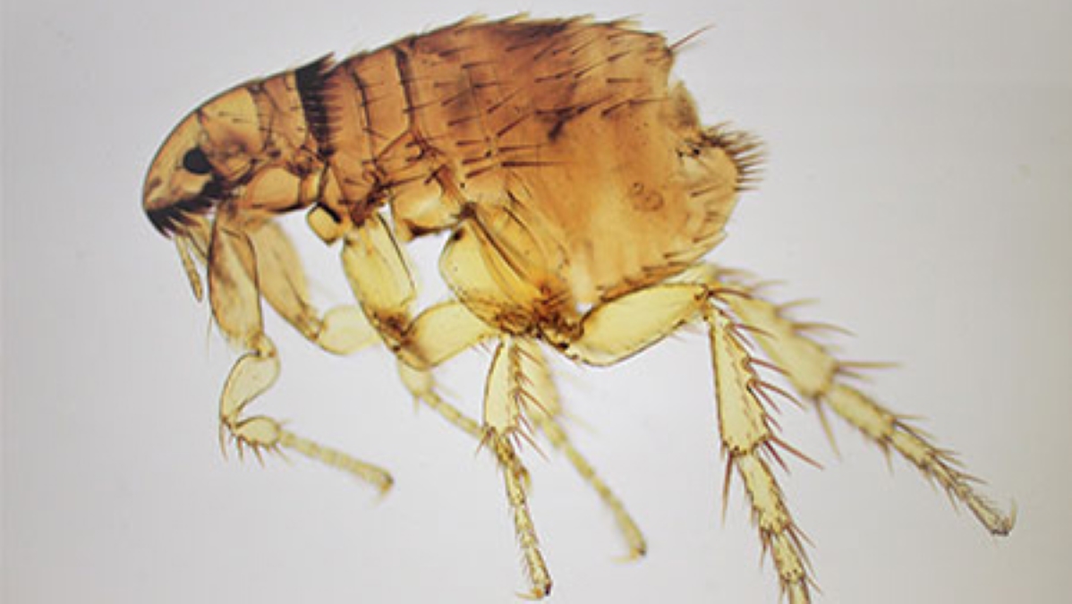 — title missing — Image of a flea