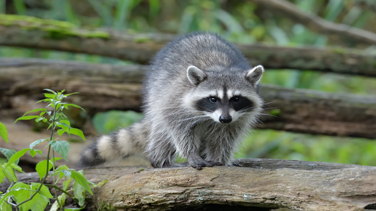 Racoon Raccoon walking along tree limb
