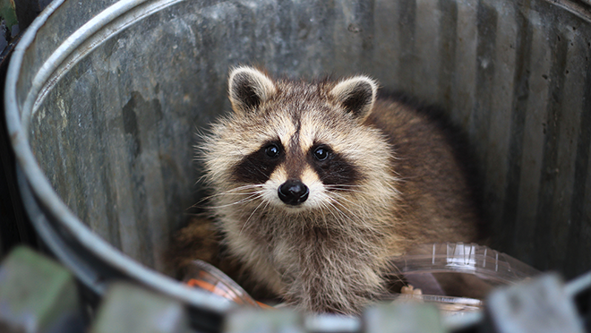 Racoon in trash can 660x372 Raccoon in trash can