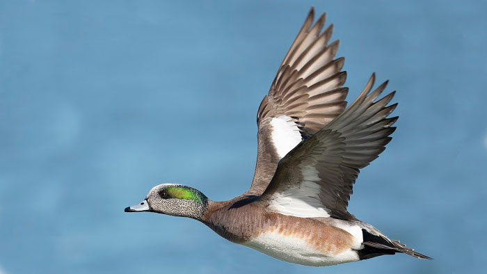 Male American Wigeon Duck in Flight Male American Wigeon Duck in Flight