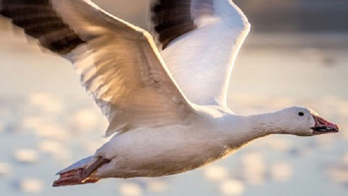 Goose in flight Goose in flight