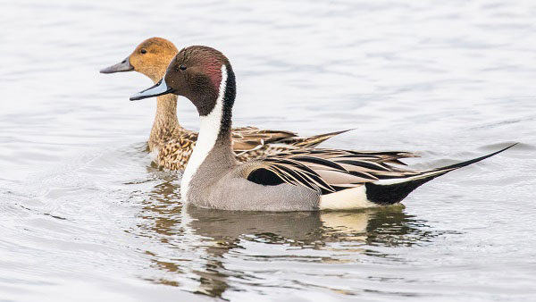 A pair of northern pintail ducks A pair of northern pintail ducks