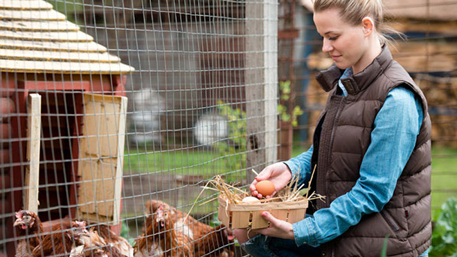 woman with eggs in hand looking at chicken Woman with eggs in hand looking at chicken