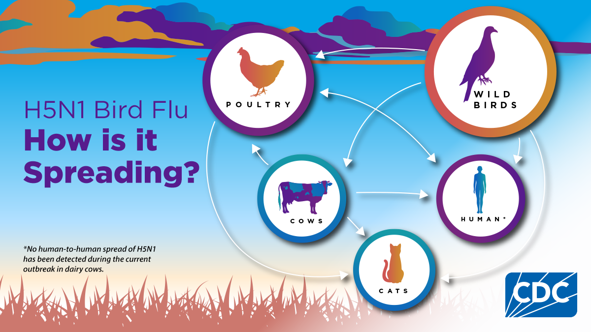 H5N1 Bird Flu How is it Spreading?