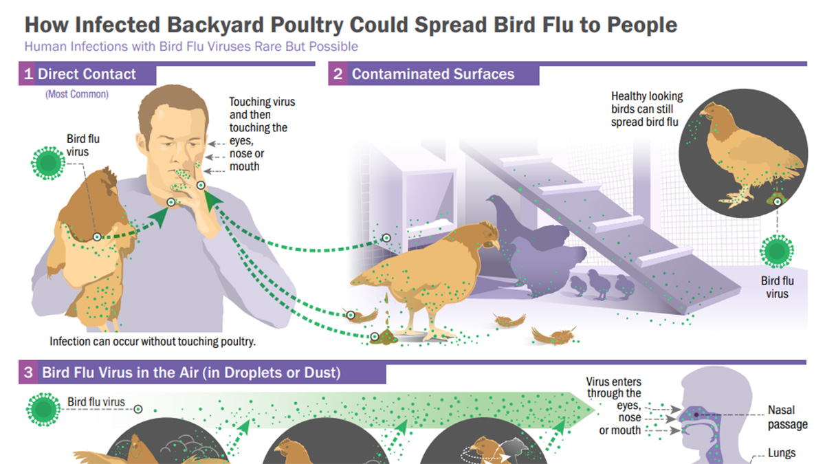 How infected backyard poultry could spread bird Flu to people (English) How Infected Backyard Poultry Could Spread Bird Flu to People