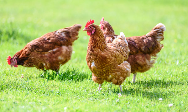 avian-birds-tp4 Three chickens