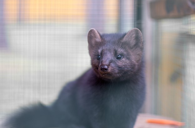 a black European mink a black European mink