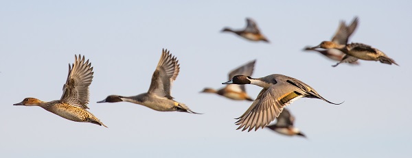 Flock of Pintail in Winter Light Flock of pintail ducks flying in winter