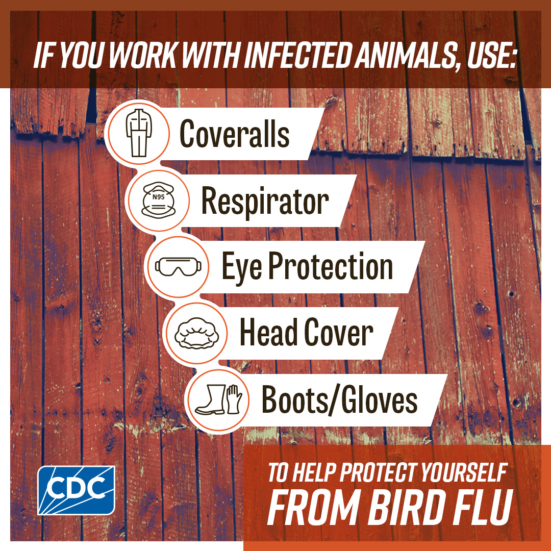 A close-up of a side of a barn with text that reads “If you work with animals, use: coveralls, respirator, eye protection, head cover, boots/gloves to help protect yourself from bird flu.” Icons of coveralls, a NIOSH® approved respirator, goggles, a head cover and boots and gloves are displayed next to their description. CDC logo is on the bottom left.