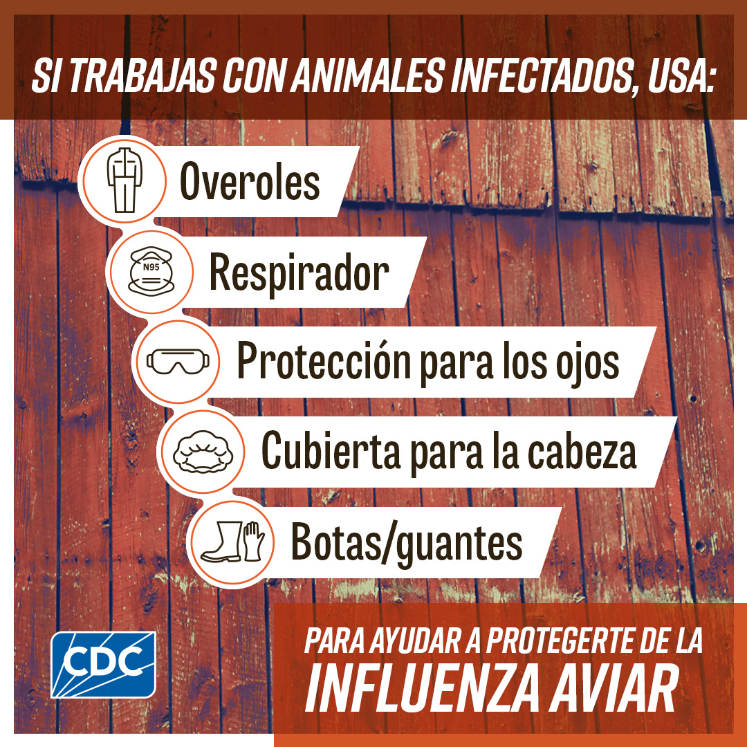 Primer plano de heno con un texto que dice "Si trabajas con vacas lecheras, aves de corral, leche cruda/sin pasteurizar o animales silvestres, protégete de la influenza aviar". Junto a sus descripciones se muestran los íconos de una vaca lechera, un pollo, un recipiente de leche cruda y huellas de animales silvestres. El logotipo de los CDC está en la parte inferior izquierda.
