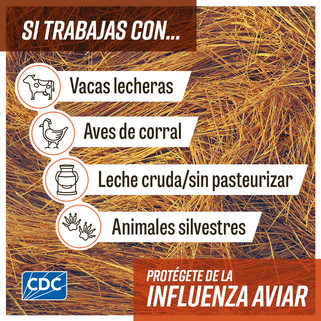 Primer plano de heno con un texto que dice "Si trabajas con vacas lecheras, aves de corral, leche cruda/sin pasteurizar o animales silvestres, protégete de la influenza aviar". Junto a sus descripciones se muestran los íconos de una vaca lechera, un pollo, un recipiente de leche cruda y huellas de animales silvestres. El logotipo de los CDC está en la parte inferior izquierda.
