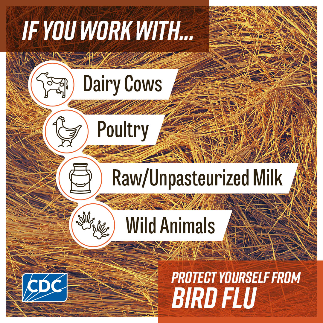 A close-up of hay with text that reads “If you work with dairy cows, poultry, raw/unpasteurized milk, or wild animals protect yourself from bird flu.” Icons of a dairy cow, a chicken, a jug of raw milk, and wild animal footprints are displayed next to their descriptions. CDC logo is on the bottom left.