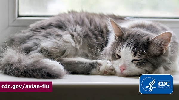 Cat avian influenza Sleeping cat