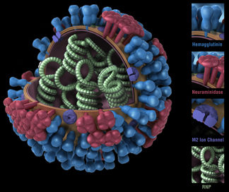 Flu virus surface proteins (HA and NA) can change in two ways. These changes are referred to as antigenic drift and shift. Flu viruses change all the time due to antigenic drift, but antigenic shift happens less frequently. Business/Employers Influenza Toolkit