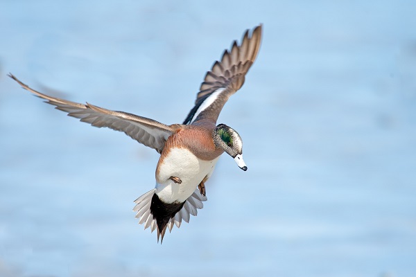 American Wigeon Male American Wigeon in Flight