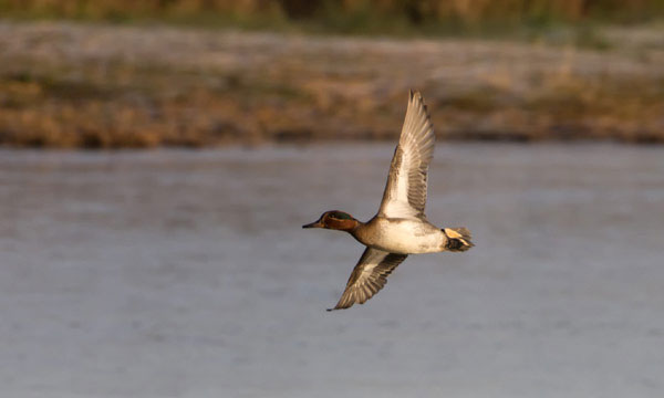 bird-enthusiasts-600px duck flying over water