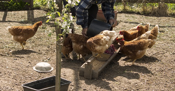 a male farmer feeds a bird in the backyard of a farm a farmer feeds chickens in the yard of a farm