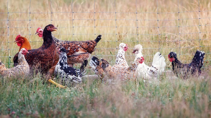 Hens in a pen