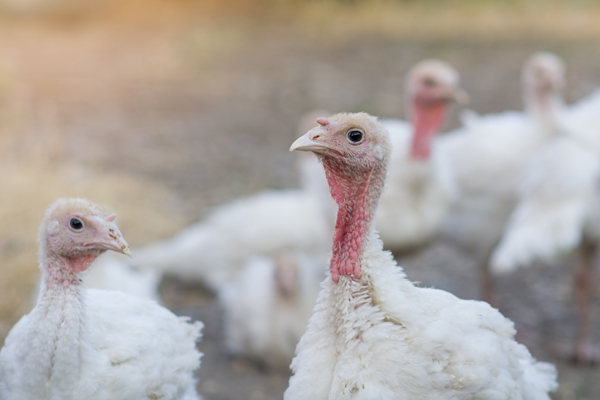 flock-young-turkeys This is a picture of a flock of young turkeys.