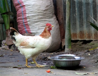 h5n1-avian-flu Avian influenza refers to the disease caused by infection with avian (bird) influenza (flu) Type A viruses.