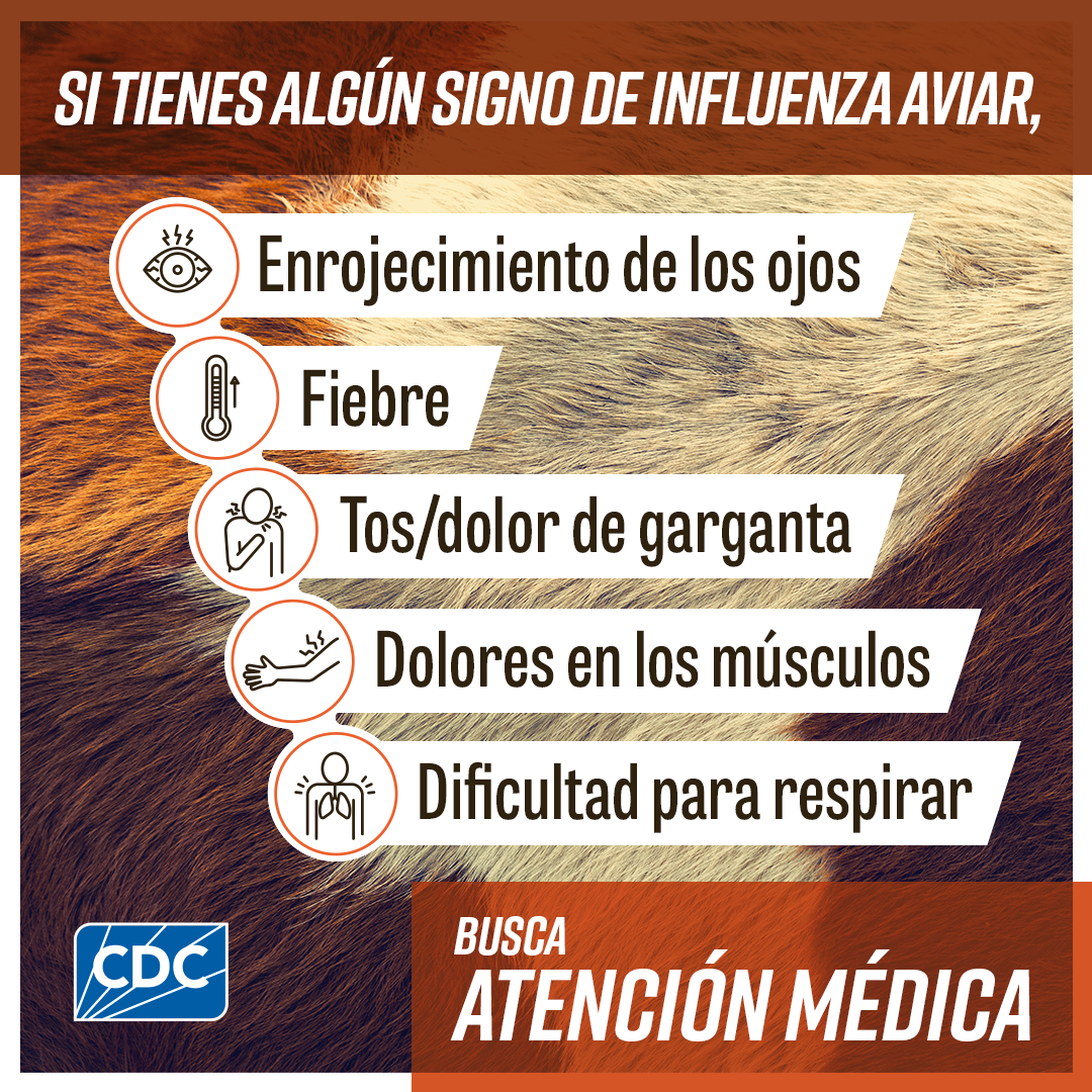 Primer plano de heno con un texto que dice "Si trabajas con vacas lecheras, aves de corral, leche cruda/sin pasteurizar o animales silvestres, protégete de la influenza aviar". Junto a sus descripciones se muestran los íconos de una vaca lechera, un pollo, un recipiente de leche cruda y huellas de animales silvestres. El logotipo de los CDC está en la parte inferior izquierda.