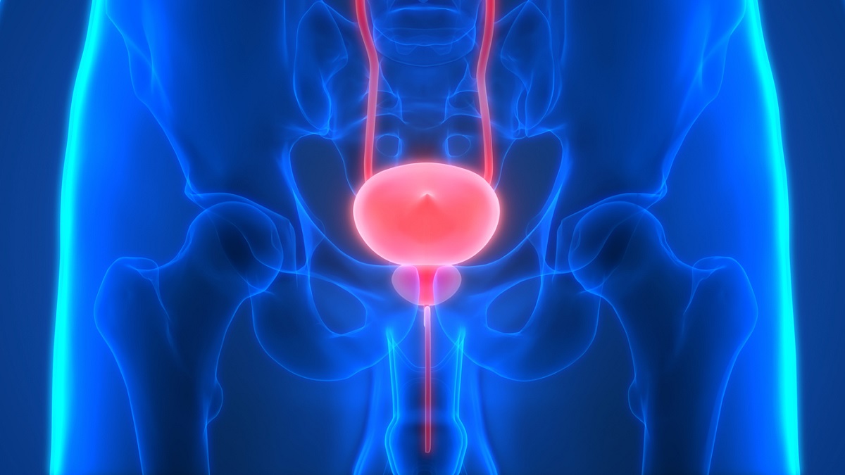 Bladder illustration Medical illustration of the bladder