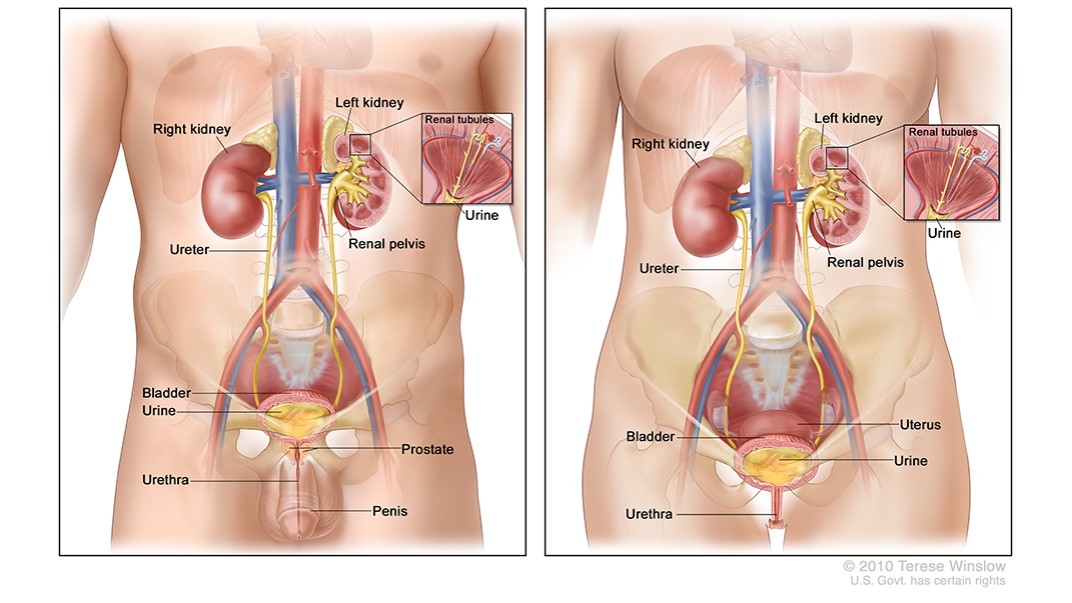 Male Female Urinary System Diagram Diagrams of the male and female urinary systems