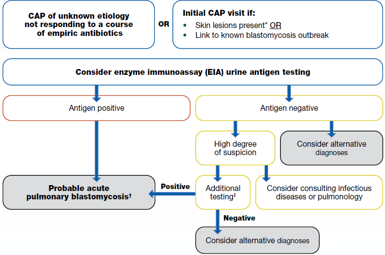 A flowchart to show the diagnosis of blastomycosis