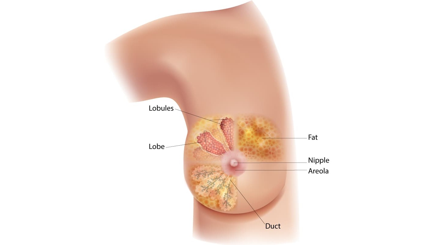 Female Breast Diagram Diagram of the breast showing the location of the lobules, lobe, duct, areola, nipple, and fat