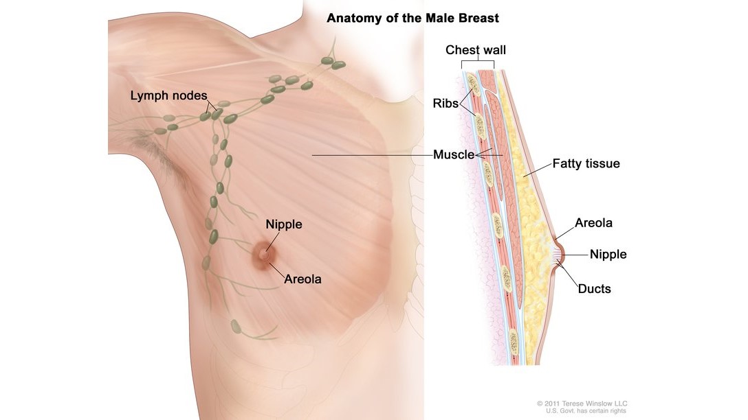 Male Breast Diagram A diagram of the anatomy of the male breast.