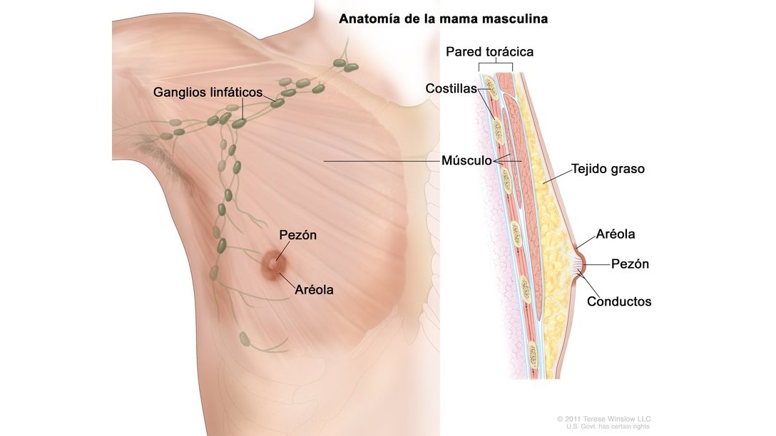 Male Breast Diagram Spanish Un diagrama de la anatomía de la mama masculino.