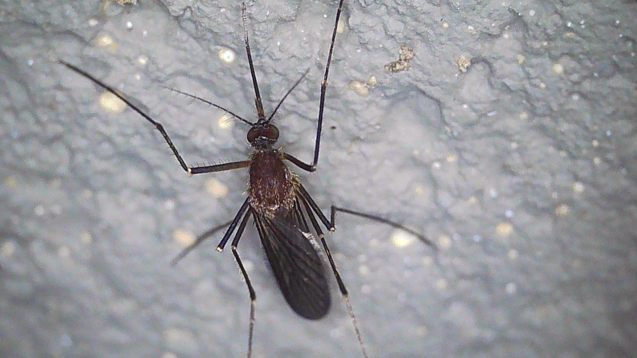 Culiseta melanura mosquito. Photo by Stephanie Campbell