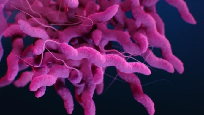 Medical illustration of drug-resistant, Campylobacter bacteria.